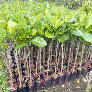 Cây giống Mít Thái siêu sớm