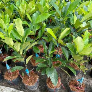 Cây giống Mít Tố nữ