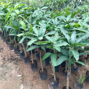 Cây giống Xoài cát Hòa Lộc