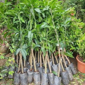 Cây giống Xoài tứ quý