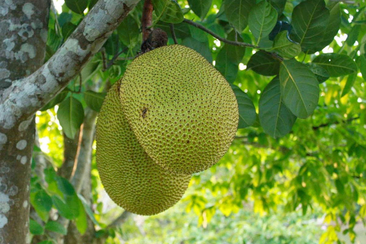 Giống Mít Thái dễ trồng, nhanh cho thu hoạch, năng suất cao