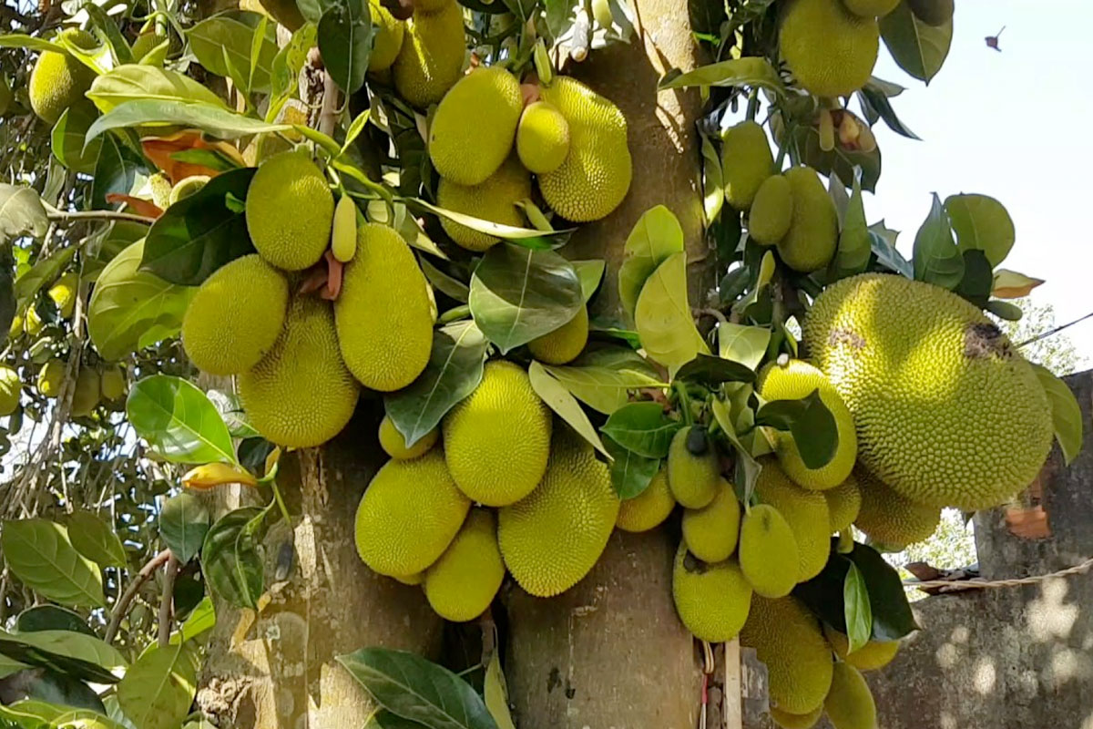 Cây Mít Tố nữ rất sai quả