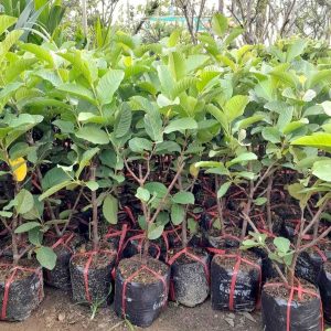 Cây giống Ổi không hạt