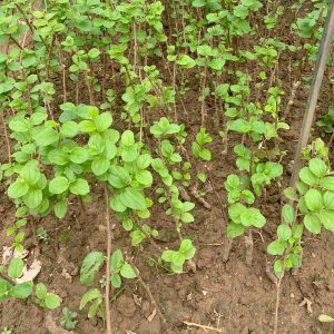 Cây giống Táo đào vàng