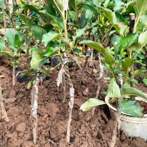 Cây giống Táo mèo