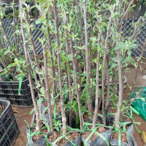 Cây giống Táo ruột đỏ