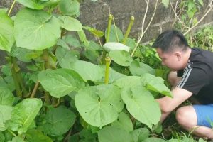 Nhân giống cây Dổi đất bằng phương pháp tách và giâm cành