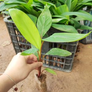 Cây giống Chuối đỏ Dacca cấy mô