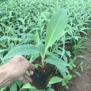 Cây giống Chuối lùn