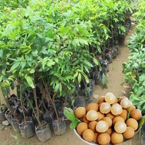 Cây giống Nhãn Hương chi