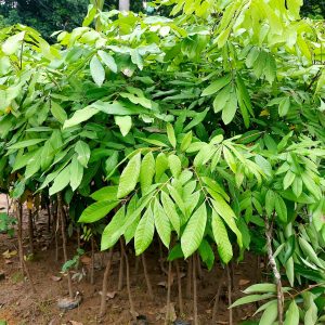 Cây giống Nhãn lồng Hưng Yên