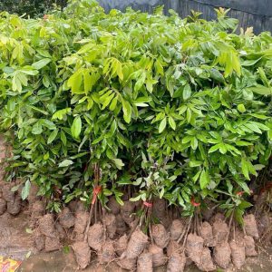 Cây giống Nhãn Thái Lan