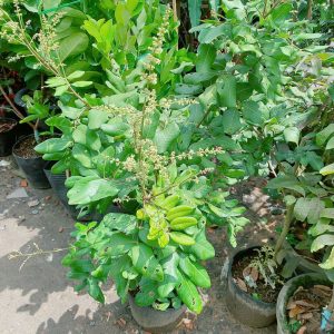 Cây giống Nhãn tiêu da bò