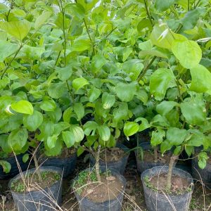 Cây giống Táo đại