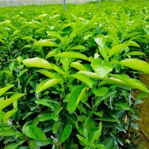 Cây giống Bưởi đỏ Tân Lạc