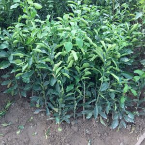 Cây giống Bưởi Đoan Hùng Phú Thọ