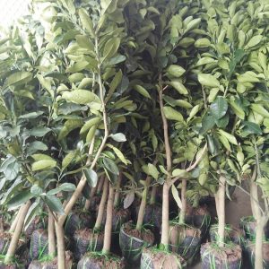 Cây giống bưởi đường Quế Dương