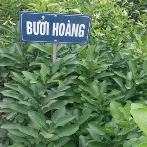 Cây giống Bưởi Hoàng Hưng Yên