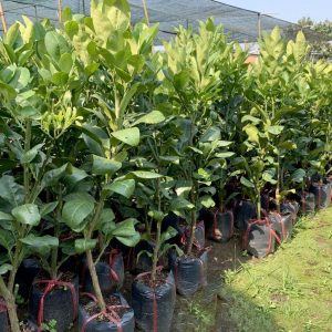 Cây giống Bưởi Năm roi