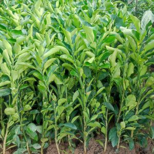 Cây giống bưởi Phúc Kiến