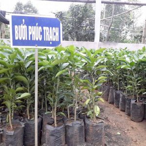 Cây giống Bưởi Phúc Trạch, Hương Khê, Hà Tĩnh