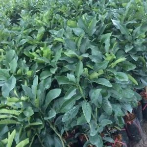 Cây giống Bưởi Tứ Xuyên
