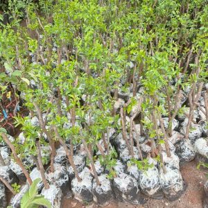 Cây giống Táo tàu hay còn gọi là Hồng táo