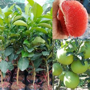 Cây giống Bưởi đường chín sớm