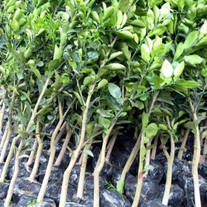 Cây giống Bưởi Kì Đà