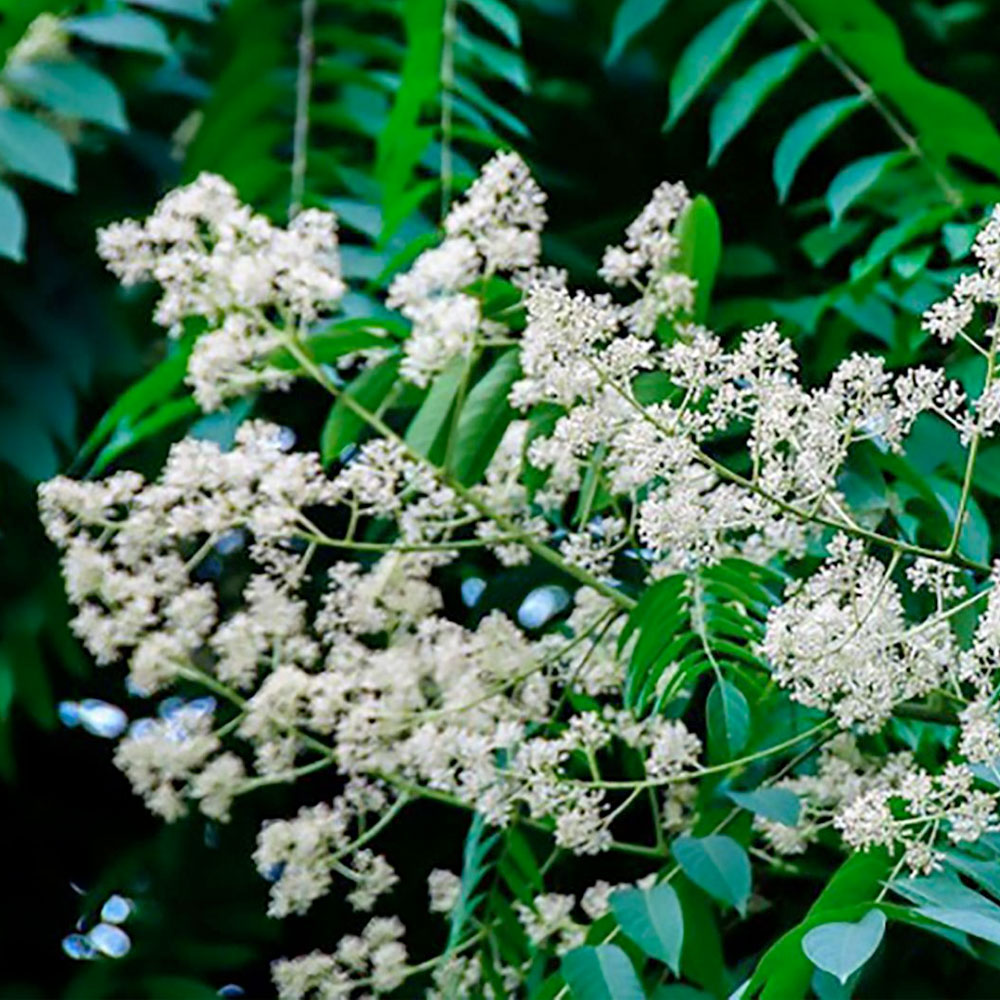 Cây giống Dâu da xoan