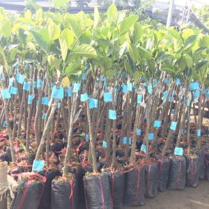 Cây giống Mít nghệ tứ quý cao sản