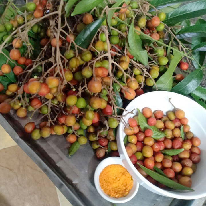 Quả dâu da xoan chín đỏ