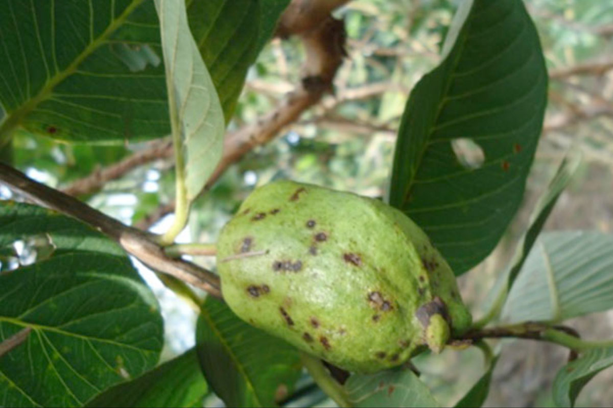 Bệnh Thán thư trên trái Ổi