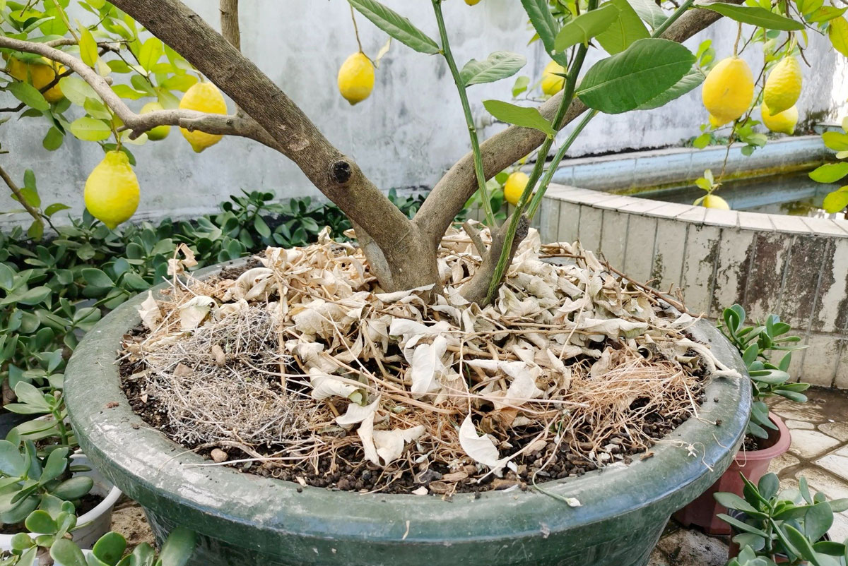 Tưới nước bón phân chăm sóc cây Chanh thường xuyên