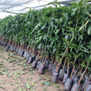 Cây giống Xoài tím trái to