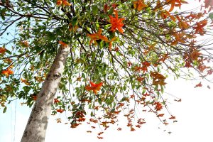Cây Sang đỏ trồng công trình làm cây bóng mát, cho hoa đẹp