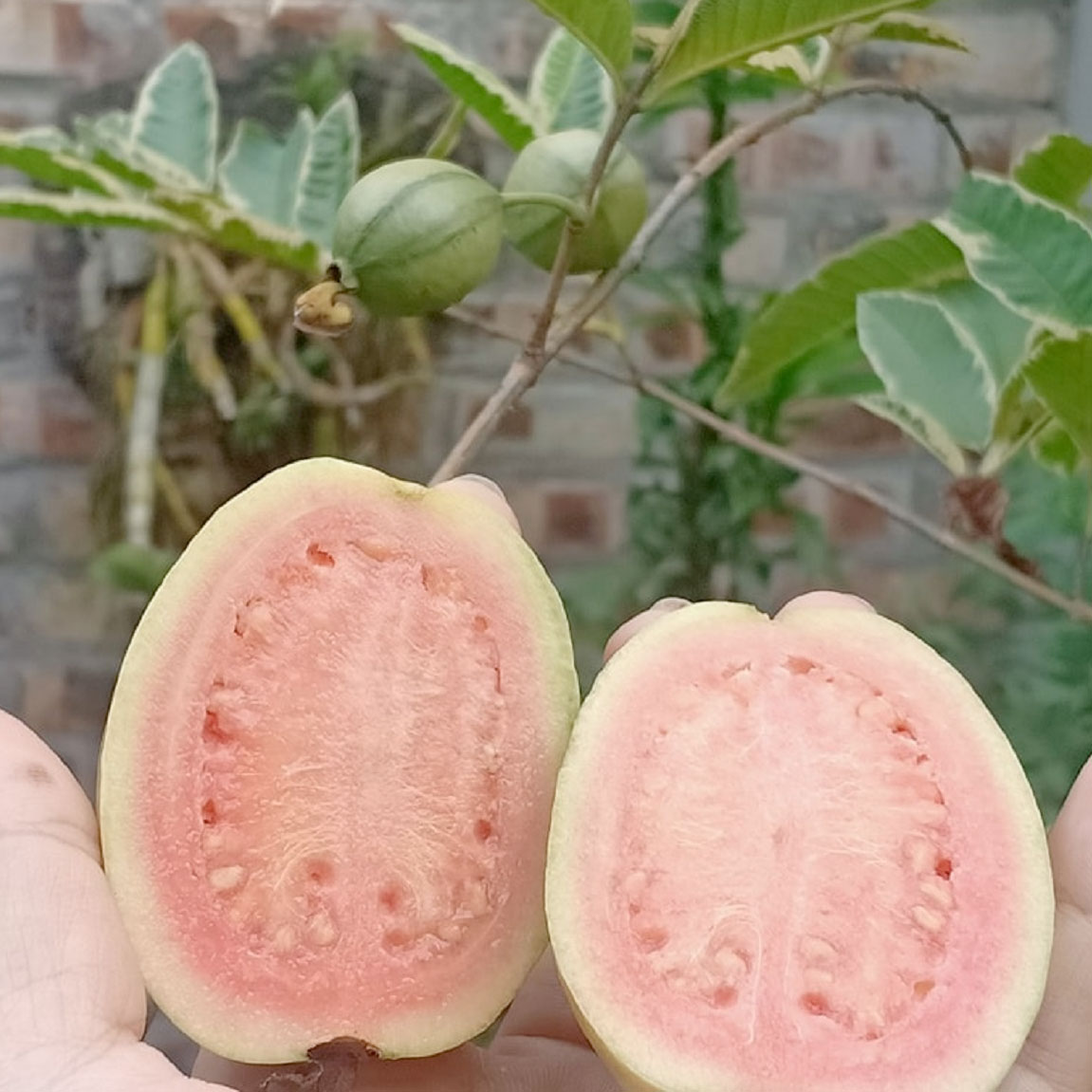 Ruột ổi cẩm thạch hồng đào đẹp mắt