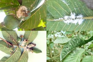Các loại Sâu bệnh hại thường gặp trên cây Ổi