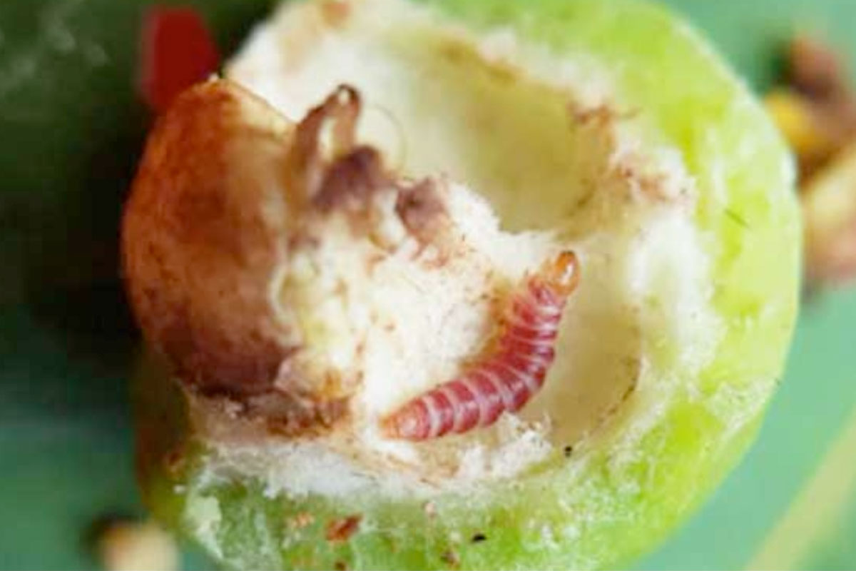 Sâu đục trái Ổi