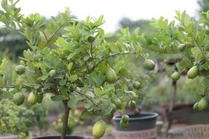 Kỹ thuật trồng Chanh trong chậu