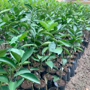 Cây giống Cam xoàn