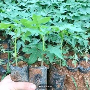 Cây giống Đu đủ Thái Lan siêu quả
