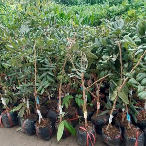 Cây giống Nhãn tím F1