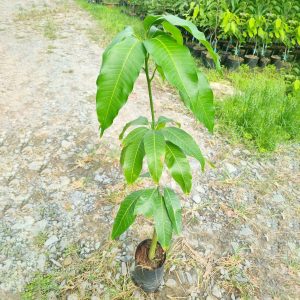 Cây giống Xoài keo