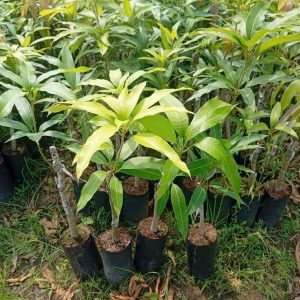 Cây giống Xoài tượng