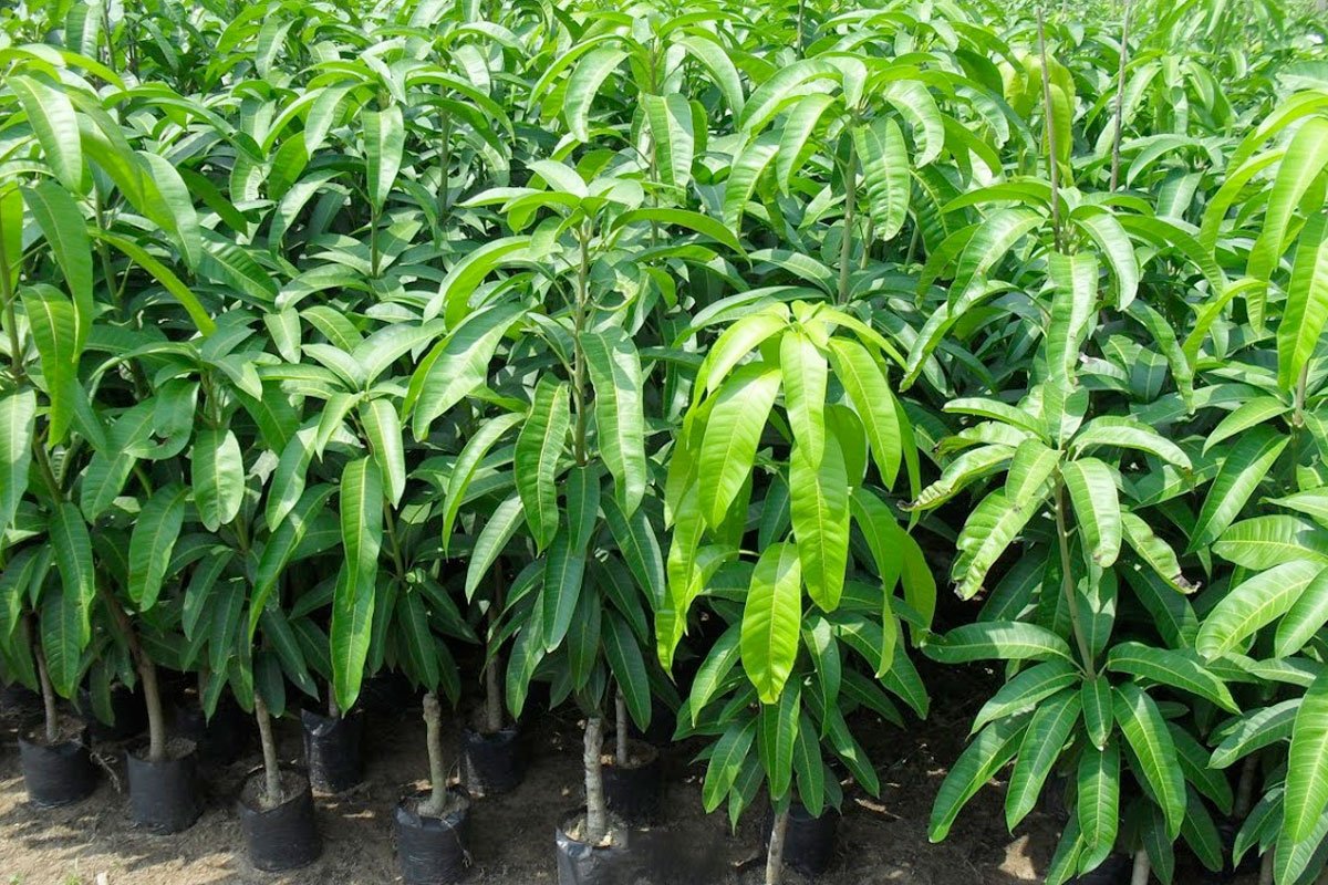 Chọn những cây Xoài giống khỏe mạnh, không sâu bệnh tại Nhà vườn uy tín