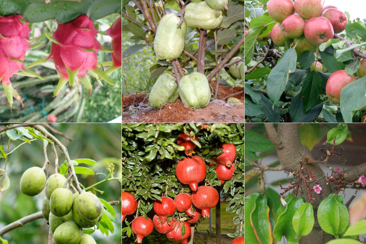 Chọn giống cây ăn quả chuẩn chất lượng luôn là ưu tiên hàng đầu