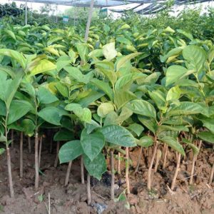 Cây giống Hồng giòn