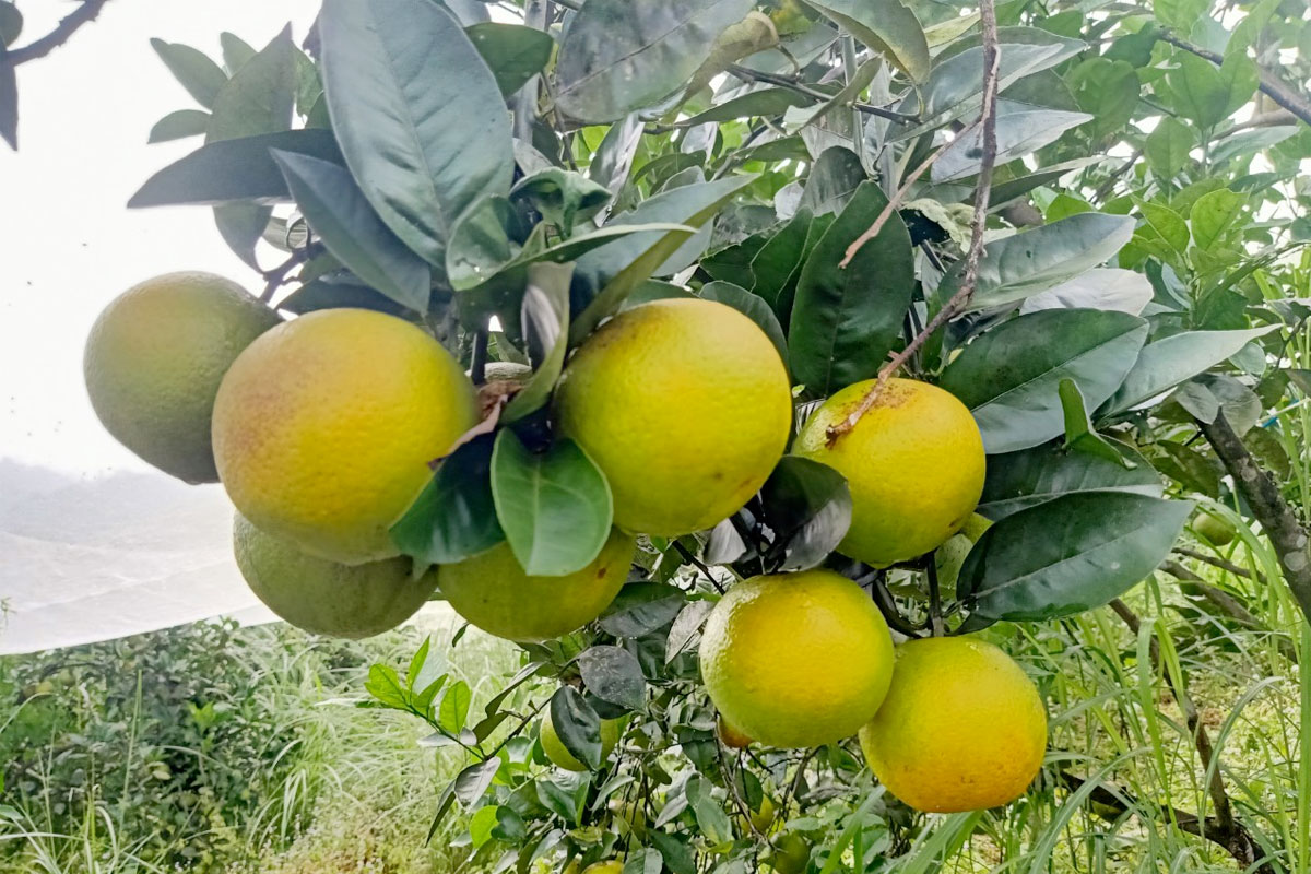 Cam Khe Mây vùng đất Hương Sơn, Hà Tĩnh ngon nức tiếng