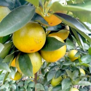 Cây giống Cam Khe Mây đặc sản Hà Tĩnh